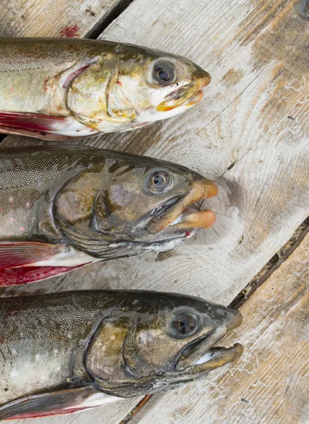 三个美丽野生捕捞大马哈鱼 免版税图库图片