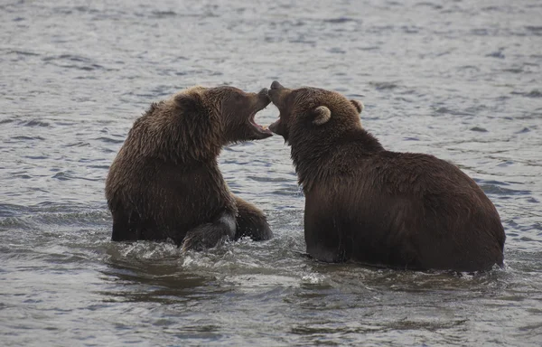 Två unga björnar spelar Royaltyfria Stockbilder