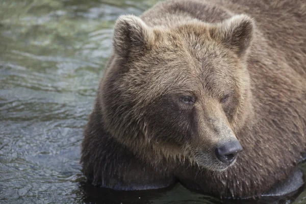 Urso grande Imagem De Stock