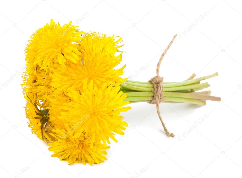 Fleurs De Pissenlit Sur Fond Blanc Image Libre De Droit Par Alexan66 C Fleurs De Pissenlit Sur Fond Blanc Image Libre De Droit Par Alexan66 C