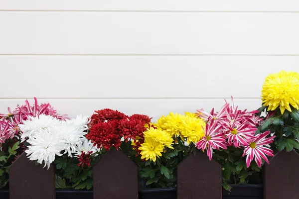 Flores decorativas fuera de la casa. Copiar el espacio en blanco backgr —  Fotos de Stock