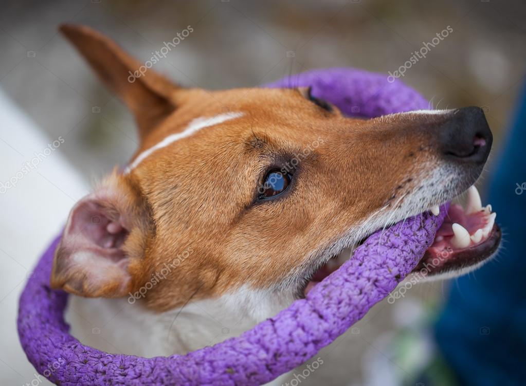Small Jack Russell terrier puppy playing with toy — Stock Photo
