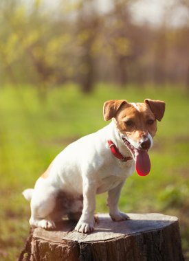 Jack Russell terrier köpek yeşil park