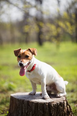 Küçük Jack Russell terrier köpek yavrusu yeşil parkta oturan