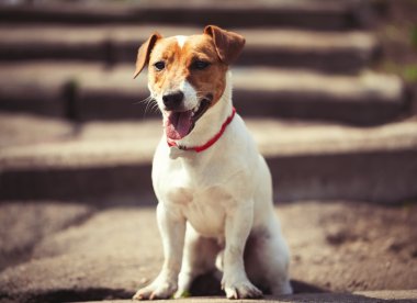 Merdivenlerden tek başına oturan kriko Rusya korkunç