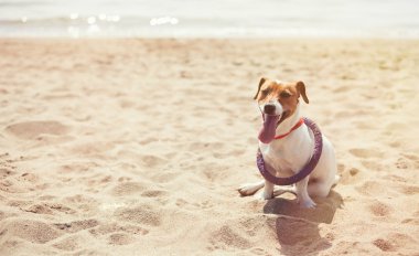 Small Jack Russel puppy dog playing on the beach clipart
