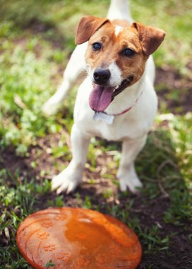 Yeşil park frizbi oynayan Jack Russell terrier köpek