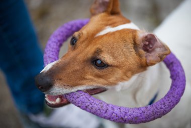 Küçük Jack Russell terrier köpek oyuncak ile oynarken