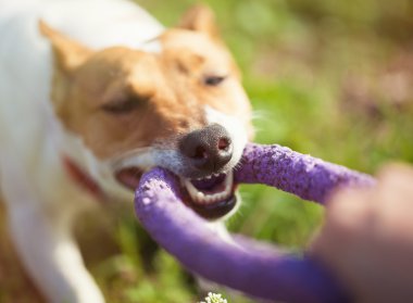 Jack Russell terrier köpek çektirme oyuncakla oynamak