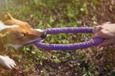 Jack Russell terrier köpek çektirme oyuncakla oynamak