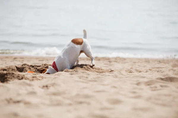 Pequeño cachorro Jack Russell terrier jugando en la playa en la arena —  Fotos de Stock