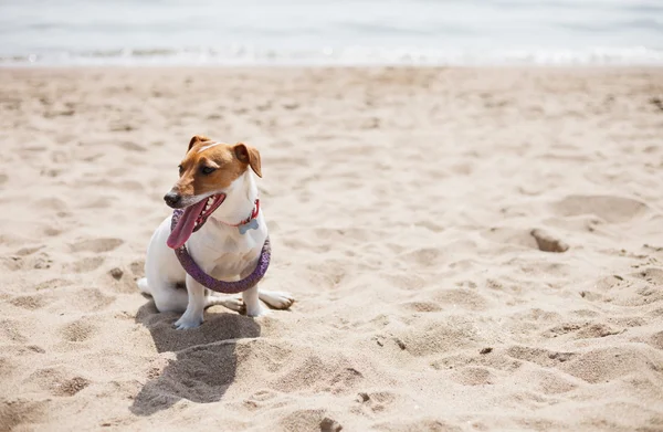 Piccolo Jack Russell terrier cucciolo che gioca sulla spiaggia nella sabbia — Foto Stock