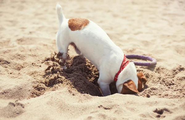 Small Jack Russel puppy dog playing on the beach — Stock Photo, Image