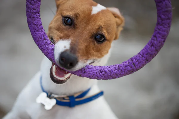 Cute Jack Russell terrier puppy playing with toy — Stock Photo, Image