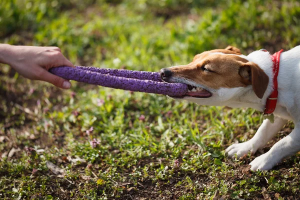 Small Jack Russell terrier puppy biting toy playing — Stock Photo, Image