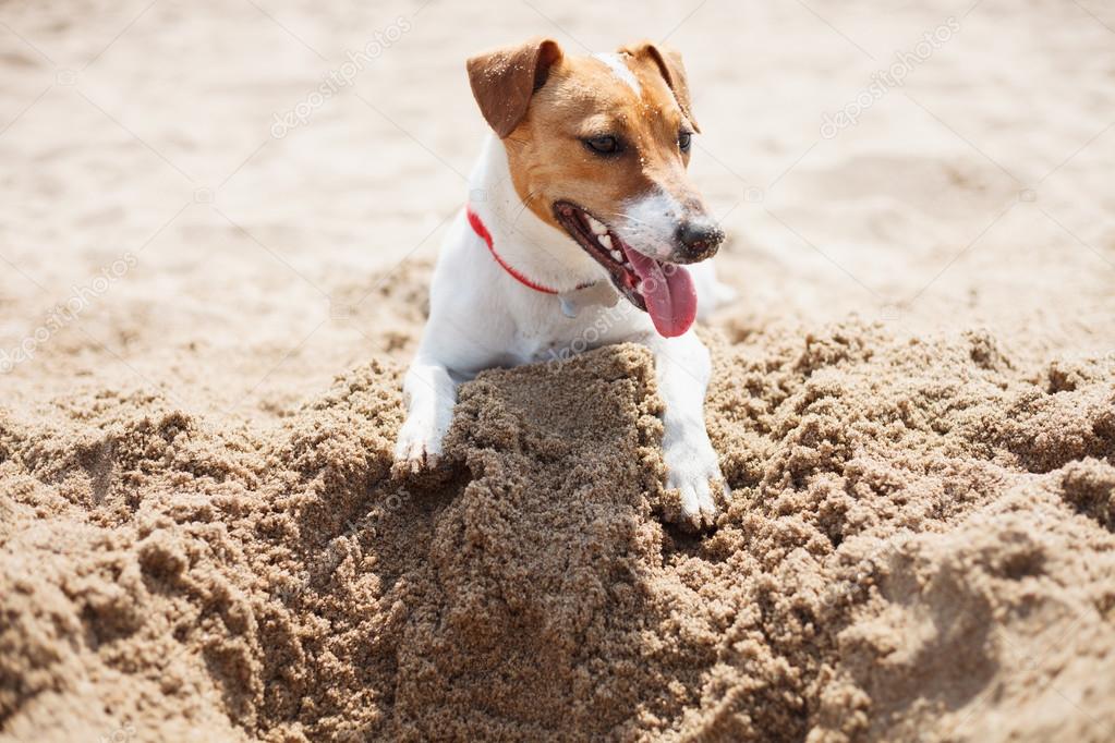 Small Jack Russell terrier puppy playing on beach in sand — Stock