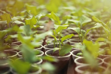 Serada üst üste yetiştirilen yeşil fidanlar