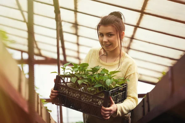 Farmer girl holding a box of green seedlings in greenhouse