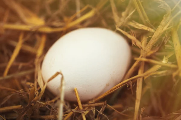 Ovo de galinha em ninho em galinheiro — Fotografia de Stock