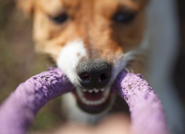Jack Russell Terrier köpeği. Çekici oyuncakla oynuyor. Burun ve diş deliklerine odaklan. Yazın sahibinin oynadığı sağlıklı ve oyuncu oyunlar. 