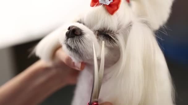 Filhote Cachorro Maltês Branco Sendo Preparado Salão Pet Grooming Filmado — Vídeo de Stock