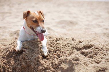 Jack Russell Terrier sahilde oynuyor.