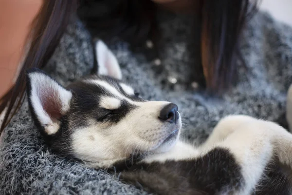 Aranyos Szibériai Husky Kiskutya — Stock Fotó