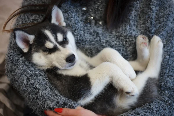 Aranyos Szibériai Husky Kiskutya — Stock Fotó