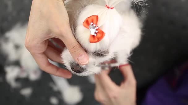 Peluquero Especialista Novios Pequeño Perro Juguete Maltés Blanco Clínica Veterinaria — Vídeo de stock