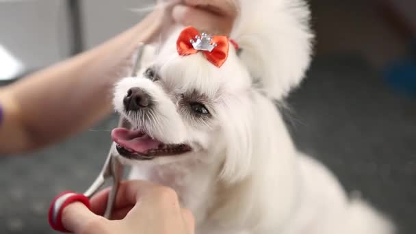 Groomer Specialist Brudgummar Liten Vit Maltesisk Leksak Hund Veterinärkliniken Professionella — Stockvideo