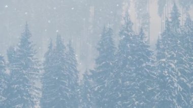 Dağ ormanlarına kar yağıyor. Highland Doğal Parkı 'nda kar yağışlı bir kış günü soğuk mevsimde yürüyüş turnesinde çekildi. Dağlardaki donmuş ağaçlara kar taneleri düşüyor.