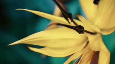 Botanik bahçesinde egzotik Strelitzia Reginae çiçeği. Evergreen Turna Çiçeği veya Cennet Kuşu bitkisi botanik parkında yetişiyor.  