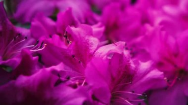 Güzel mor Rhododendron çiçekleri botanik bahçesinde yetişir. 4K video klipte çekilir. Yeşil Park 'ta egzotik Pinxterbloom Azalea çiçeği, kraliyet ailesinin ücretsiz görüntüleri.