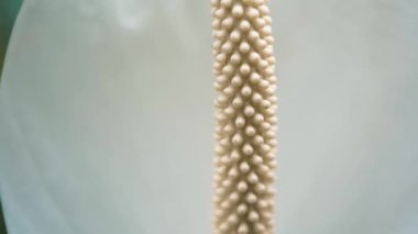 Botanik bahçesinde yetişen egzotik beyaz zambaklar, 4K video klipte çekildi. Nadir bulunan Spatthiphyllum Ördek Otları veya botanik parkında yetiştirilen Araceae Lily, kraliyet beleş görüntüleri. 