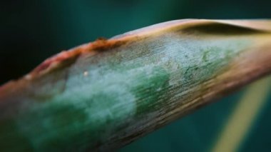 Botanik bahçesinde egzotik Strelitzia Reginae çiçeği. Evergreen Turna Çiçeği ya da Cennet Kuşu bitkisi botanik parkında yetişiyor. Egzotik yeşil bitki dalları yakın plan çekimleri için kullanılıyor.