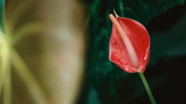 Botanik bahçesinde yetişen egzotik pembe Calla Lily çiçeği, 4K video klipte çekildi. Nadir bulunan Anthurium Andraeanum veya Flamingo Lilies çiçekleri yeşil parkta yetişiyor.
