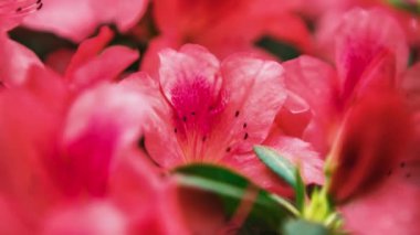 Güzel pembe Rhododendron çiçekleri botanik bahçesinde çiçek açarlar. Egzotik Labrador Çayı veya Pinxterbloom Azalea çiçeğinin görüntüleri parkta büyür, 4k video klipinde yakın plan çekilir.