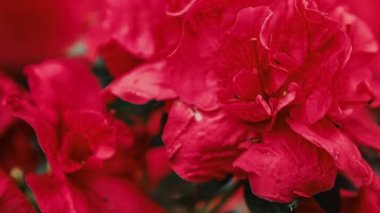 Güzel pembe Rhododendron çiçekleri botanik bahçesinde çiçek açarlar. Egzotik Labrador Çayı veya Pinxterbloom Azalea çiçeğinin görüntüleri parkta büyür, 4k video klipinde yakın plan çekilir.