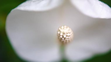 Botanik bahçesinde yetişen egzotik beyaz zambaklar, 4K video klipte çekildi. Nadir bulunan Spatthiphyllum Ördek Otları veya botanik parkında yetiştirilen Araceae Lily, kraliyet beleş görüntüleri. 