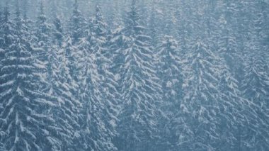 Dağ ormanlarına kar yağıyor. Highland Doğal Parkı 'nda kar yağışlı bir kış günü soğuk mevsimde yürüyüş turnesinde çekildi. Dağlardaki donmuş ağaçlara kar taneleri düşüyor.