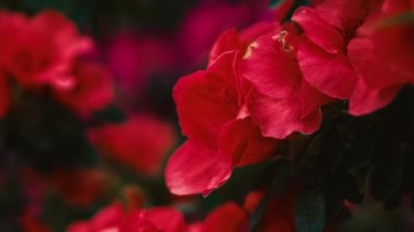 Botanik bahçesinde yetişen egzotik pembe Rhododendron çiçekleri. Parkda yetişen güzel Pinxterbloom Azalea çiçekleri. Dekoratif Labrador Çay bitkileri 4K 'lık ücretsiz video klipinde çekildi.