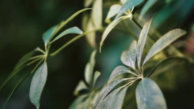Botanik bahçesinde çekilen egzotik yeşil bitkiler 4K 'ya yakın görüntüler. Dekoratif yeşillik bitki yaprakları botanik bahçesinde. Yakın çekimde egzotik sheffleras yaprağı.