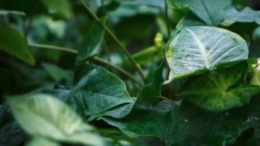 Yeşil parkta yetişen nadir bulunan Codiaeum Variegatum veya Colocasias. Botanik bahçesinde çekilen egzotik yeşil bitkiler 4K video klipinde, kraliyet hakkı olmadan