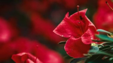 Botanik bahçesinde yetişen egzotik pembe Rhododendron çiçekleri. Parkda yetişen güzel Pinxterbloom Azalea çiçekleri. Dekoratif Labrador Çay bitkileri 4K 'lık ücretsiz video klipinde çekildi.