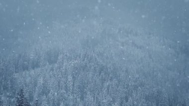 Dağ ormanlarına kar yağıyor. Highland Doğal Parkı 'nda kar yağışlı bir kış günü soğuk mevsimde yürüyüş turnesinde çekildi. Dağlardaki donmuş ağaçlara kar taneleri düşüyor.