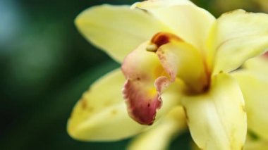 Güzel sarı orkide çiçekleri botanik bahçesinde yetişir. 4K video klibi ücretsiz. Egzotik Cymbidium Orchidaceae çiçeği yeşil parkta çiçek açar. 