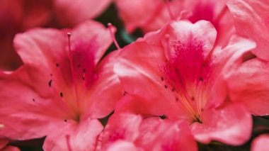 Güzel pembe Rhododendron çiçekleri botanik bahçesinde çiçek açarlar. Egzotik Labrador Çayı veya Pinxterbloom Azalea çiçeğinin görüntüleri parkta büyür, 4k video klipinde yakın plan çekilir.