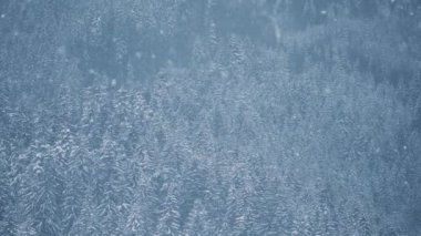 Dağ ormanlarına kar yağıyor. Highland Doğal Parkı 'nda kar yağışlı bir kış günü soğuk mevsimde yürüyüş turnesinde çekildi. Dağlardaki donmuş ağaçlara kar taneleri düşüyor.