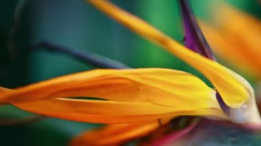 Botanik bahçesinde egzotik Strelitzia Reginae çiçeği. Evergreen Turna Çiçeği veya Cennet Kuşu bitkisi botanik parkında yetişiyor. 
