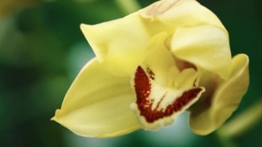 Güzel sarı orkide çiçekleri botanik bahçesinde yetişir. 4K video klibi ücretsiz. Egzotik Cymbidium Orchidaceae çiçeği yeşil parkta çiçek açar. 